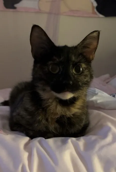 Sylvie